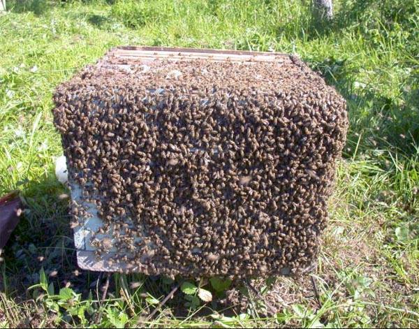 Роение пчел и меры его предупреждения, отлов роя пчел, искусственное роение