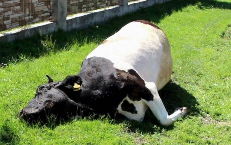 Как помочь корове при отравлении