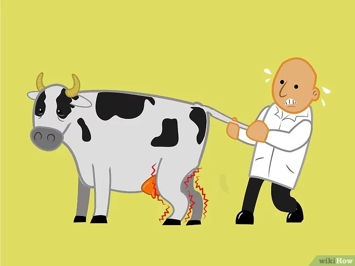 Распространённые болезни конечностей у коров
