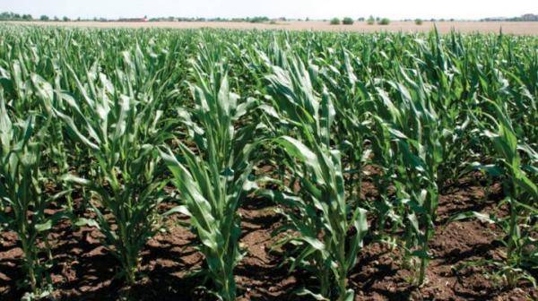 Какие гербициды необходимы для защиты кукурузы от сорняков? как использовать средства?