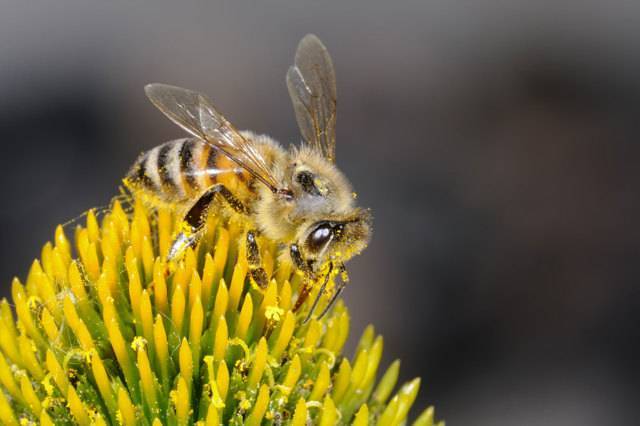 Описание и особенности пчел бакфаст