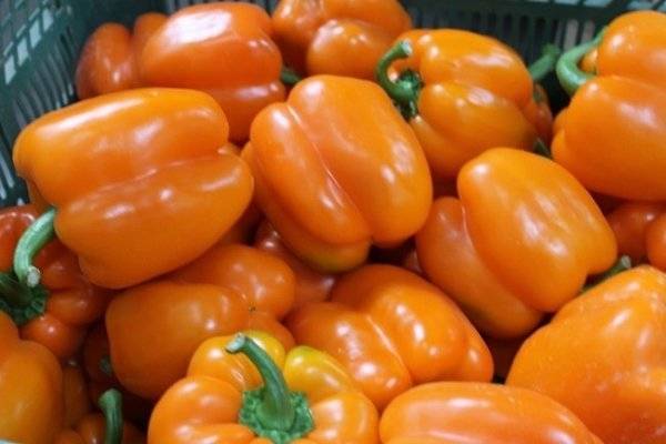 Перец оранжевое чудо: описание и особенности выращивания сорта