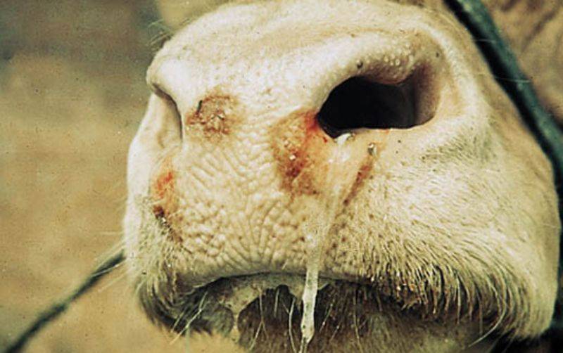 Вирусная диарея крупного рогатого скота: симптомы, лечение, профилактика