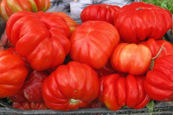 Сорт томата «вечный зов»: описание, характеристика, посев на рассаду, подкормка, урожайность, фото, видео и самые распространенные болезни томатов