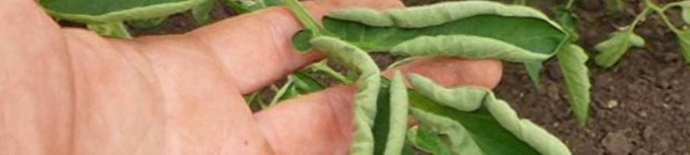 Почему у рассады помидор скручиваются листья