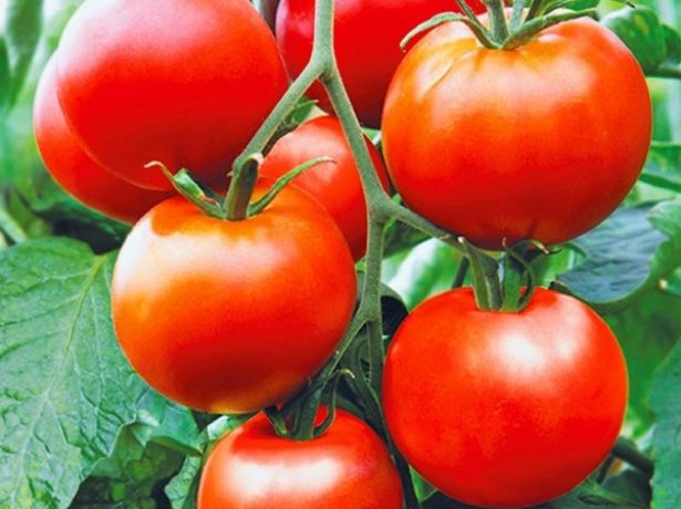 Фото, видео, отзывы, описание, характеристика, урожайность сорта томата «надежда f1»