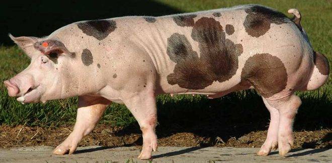 Свиньи пьетрен: описание породы, особенности выращивания и кормления