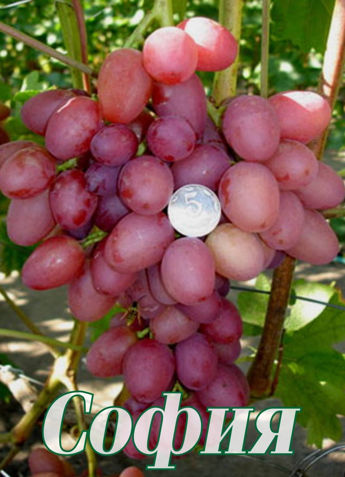 Виноград софия — ягоды грибы