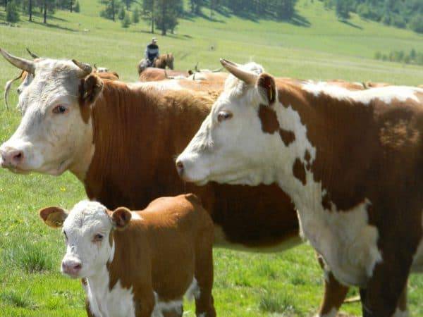 Казахская белоголовая порода коров: описание, уход и кормление