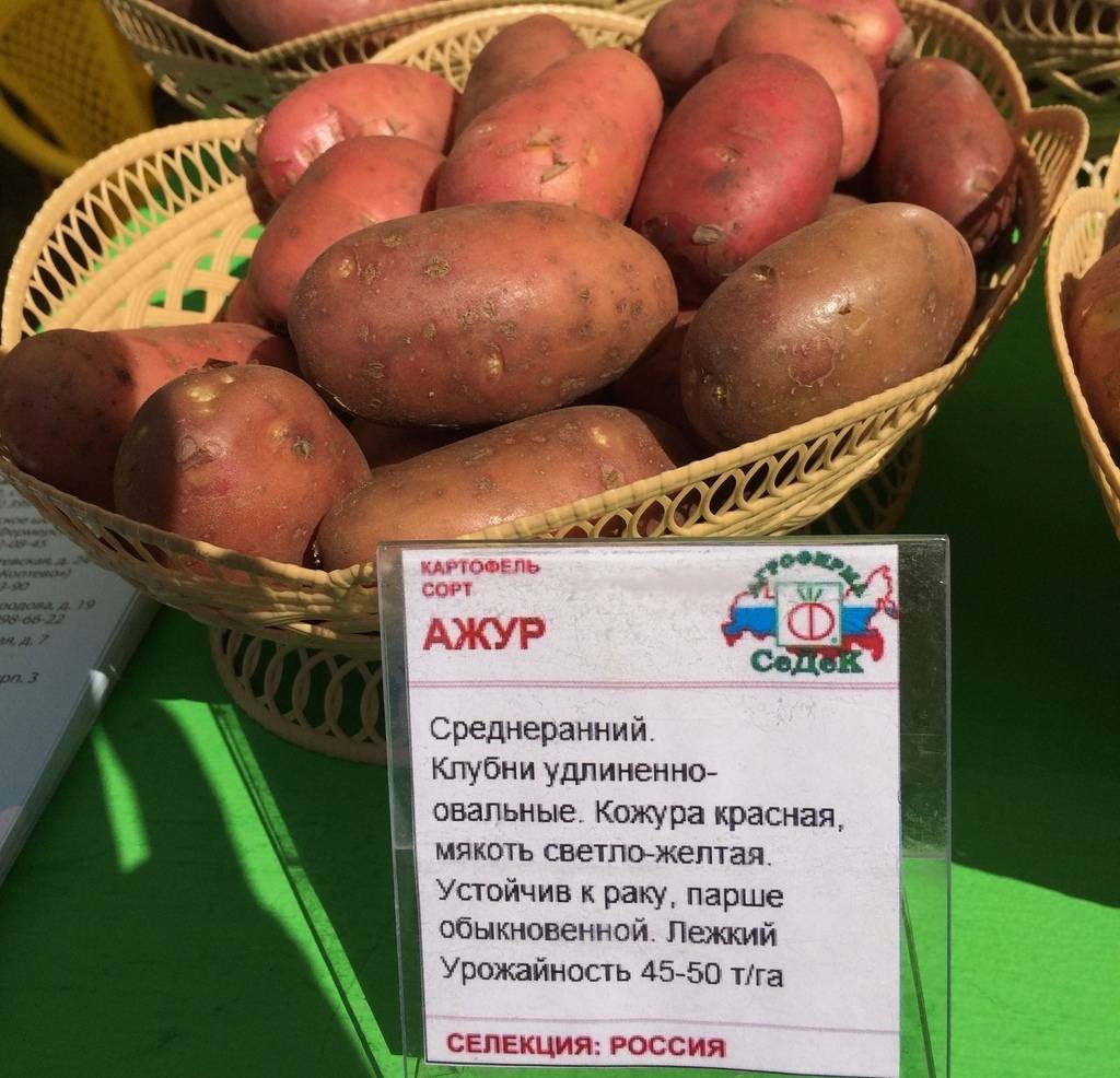Сорт картофеля ажур: характеристика и описание сорта, фото, отзывы