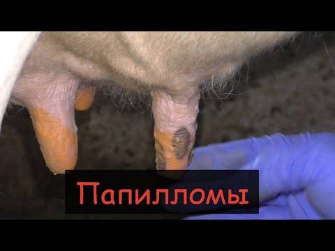 Бородавки у коровы на вымени: лечение, фото