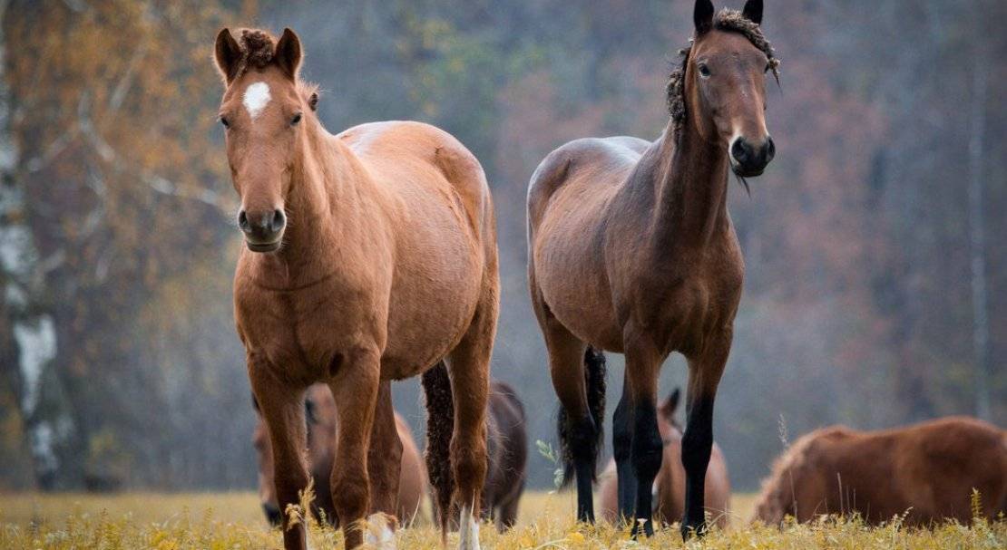 Башкирская порода лошадей: история и особенности