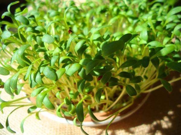 Растение салат: выращивание из семян в открытом грунте и в домашних условиях