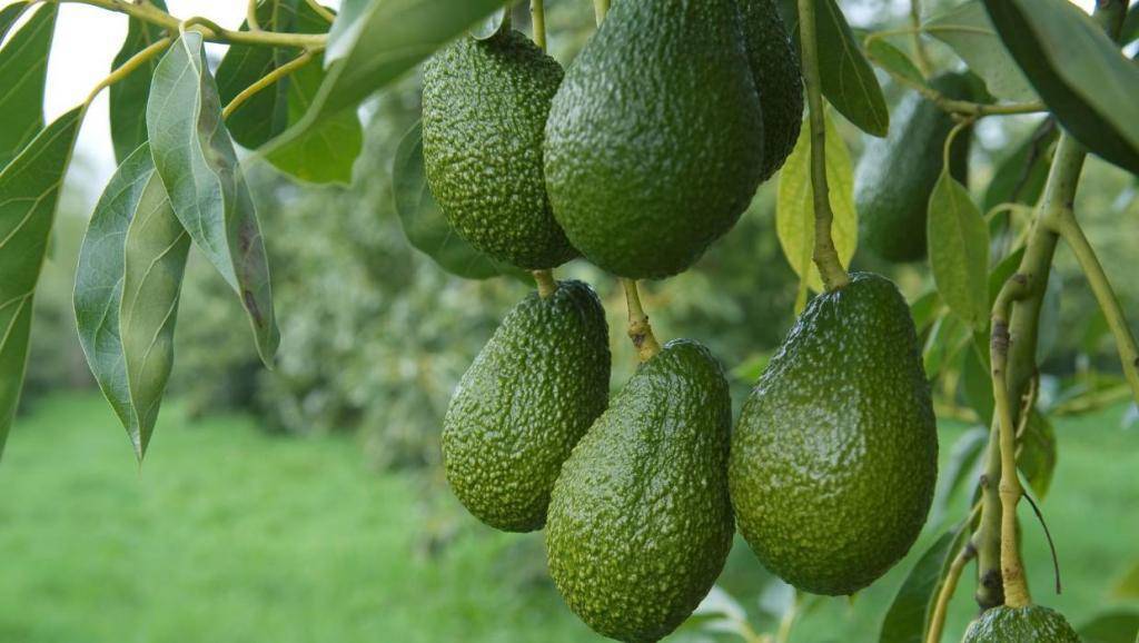 Авокадо (avocado). описание, виды и уход за авокадо