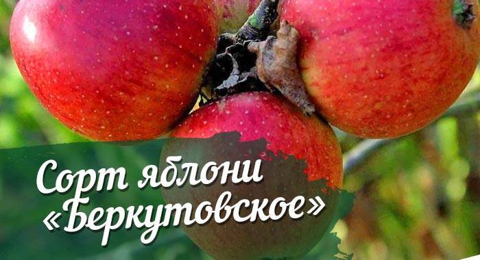 Яблоня кортланд — описание сорта, фото, отзывы
