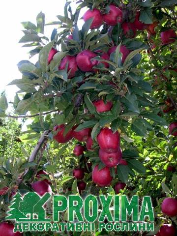 Яблони «ред делишес»: описание сорта и секреты выращивания
