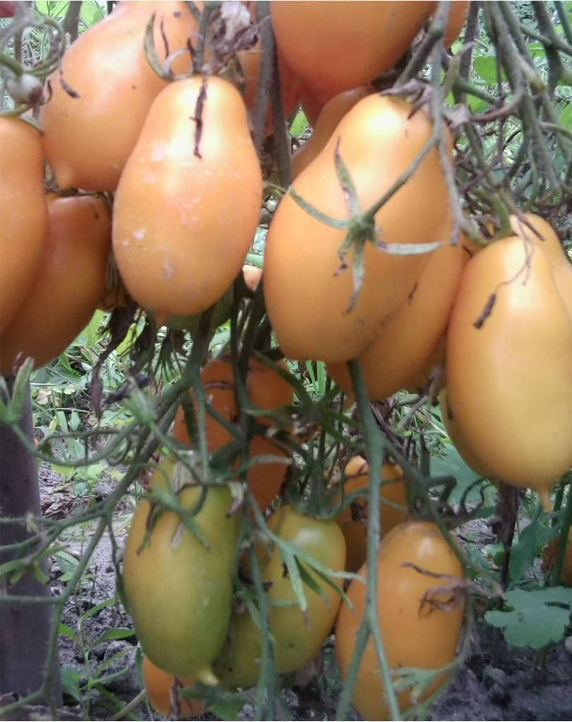 Отличный сорт для теплиц и грядок — томат золотая капля: описание помидоров и характеристики