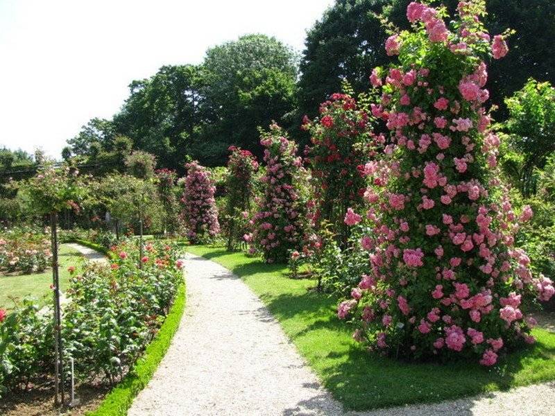 Плетистые розы: сорта, фото, посадка и уход в открытом грунте