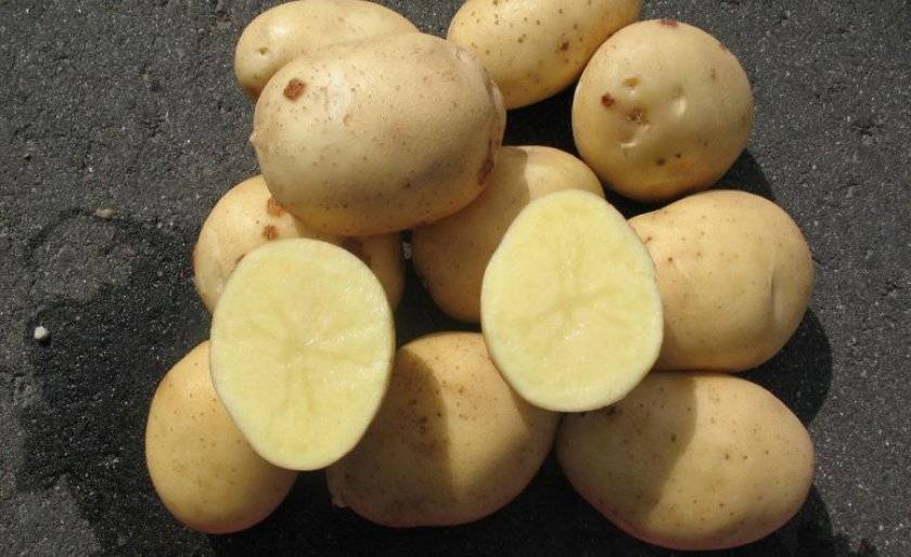 Аризона: описание семенного сорта картофеля, характеристики, агротехника