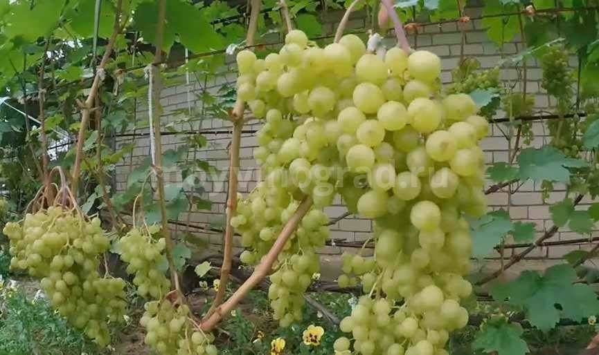 Характеритика и описание винограда «алешенькин»