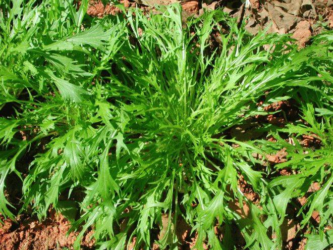 Капуста ринда – высокоурожайный гибрид белокочанной капусты