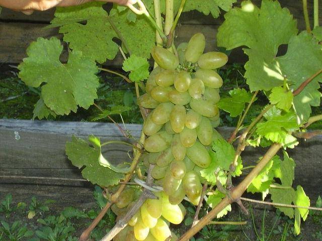 Описание винограда элегант сверхранний — достоинства, особенности, отзывы