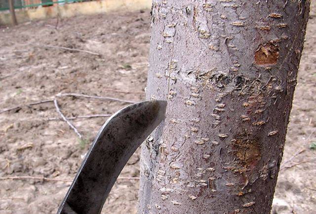 Лопнула кора на черешне: что делать и как лечить дерево
