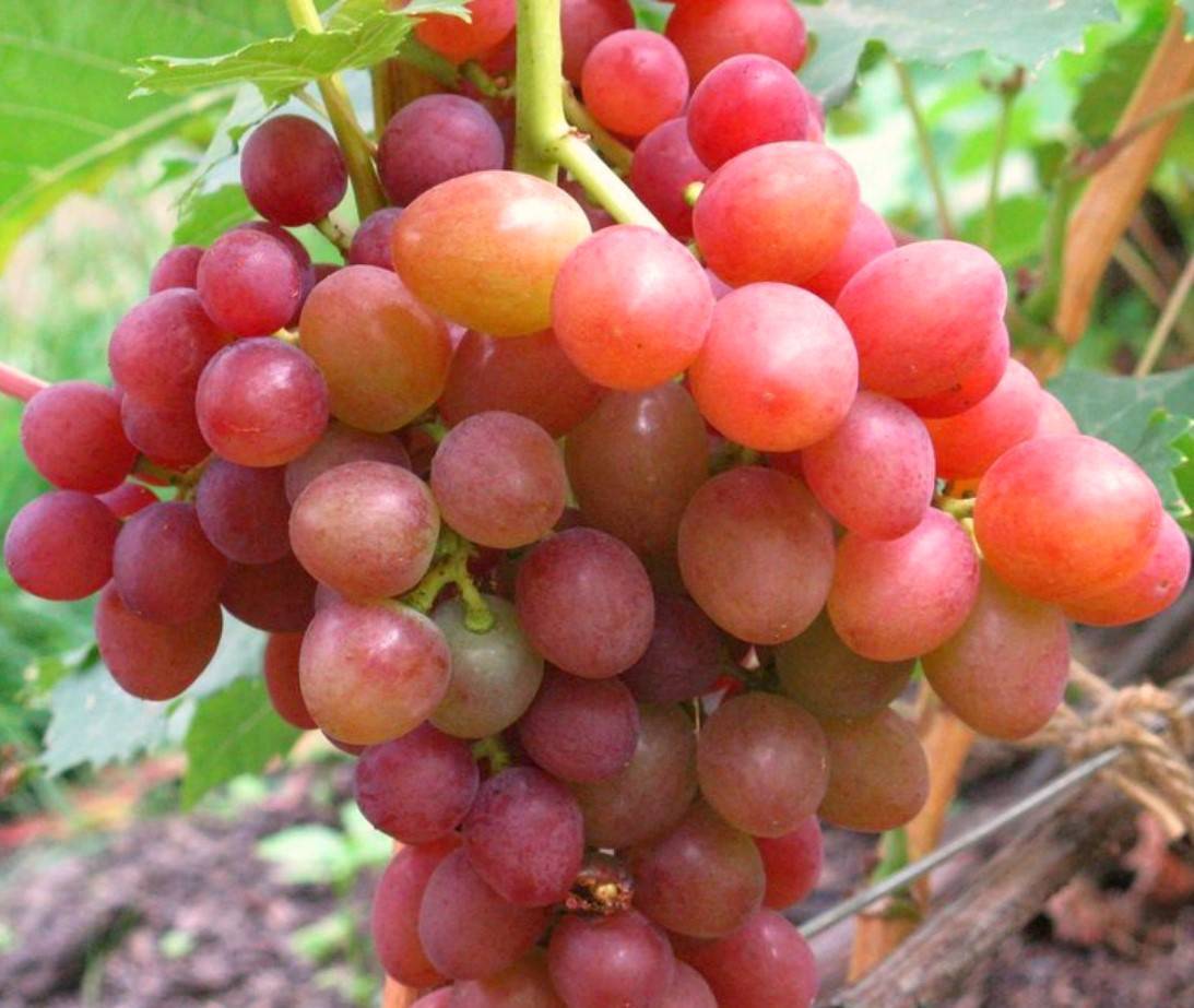 Описание винограда сорта оригинал — правила выращивания