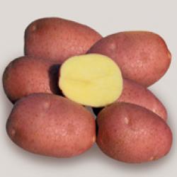 Описание сорта картофеля беллароза