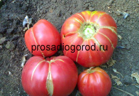 Сорт томата бабушкин секрет, его характеристика и особенности выращивания
