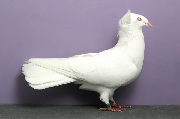 Породы голубей: названия, описания и фото
