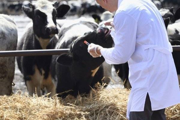 Лейкоз у коров: причины, симптомы и лечение, опасность для человека
