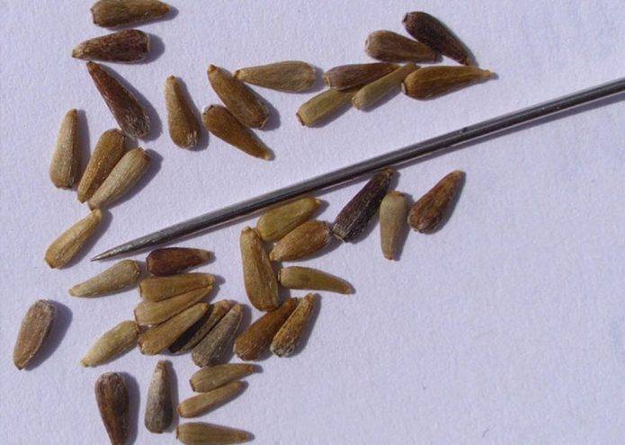 Выращивание астры из семян: посев на рассаду, правила ухода и пикировки