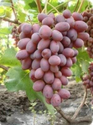 Виноград ризамат: характеристика сорта и особенности выращивания
