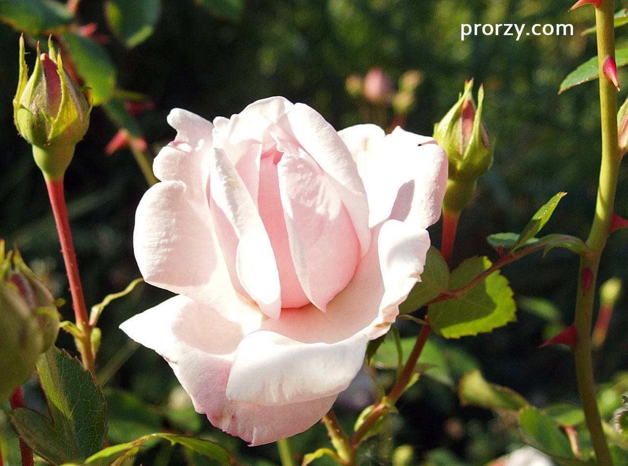 Плетистая роза New Dawn (Нью Доун): фото и описание, отзывы