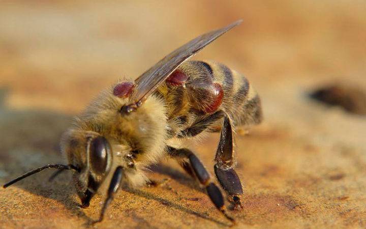 Описание и лечение болезней расплода пчел