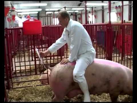 Спаривание свиней в домашних условиях: советы для начинающих с видео