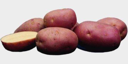 Картофель лабелла: описание и характеристика, отзывы