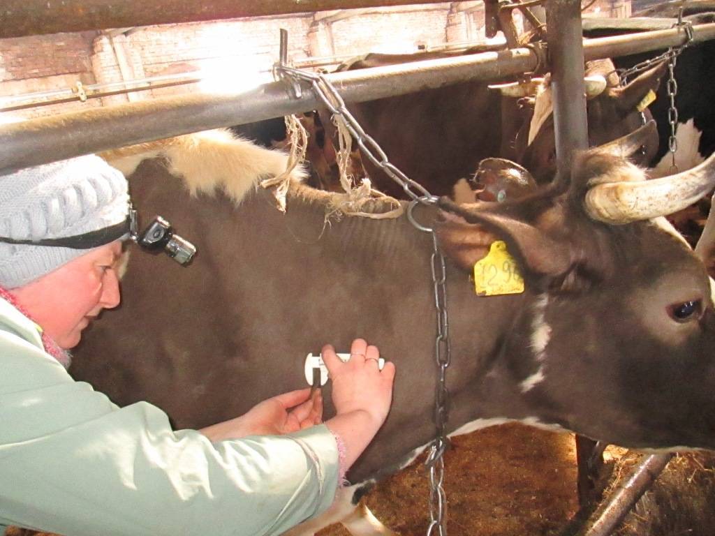 Туберкулез крупного рогатого скота: принципы профилактики 2020