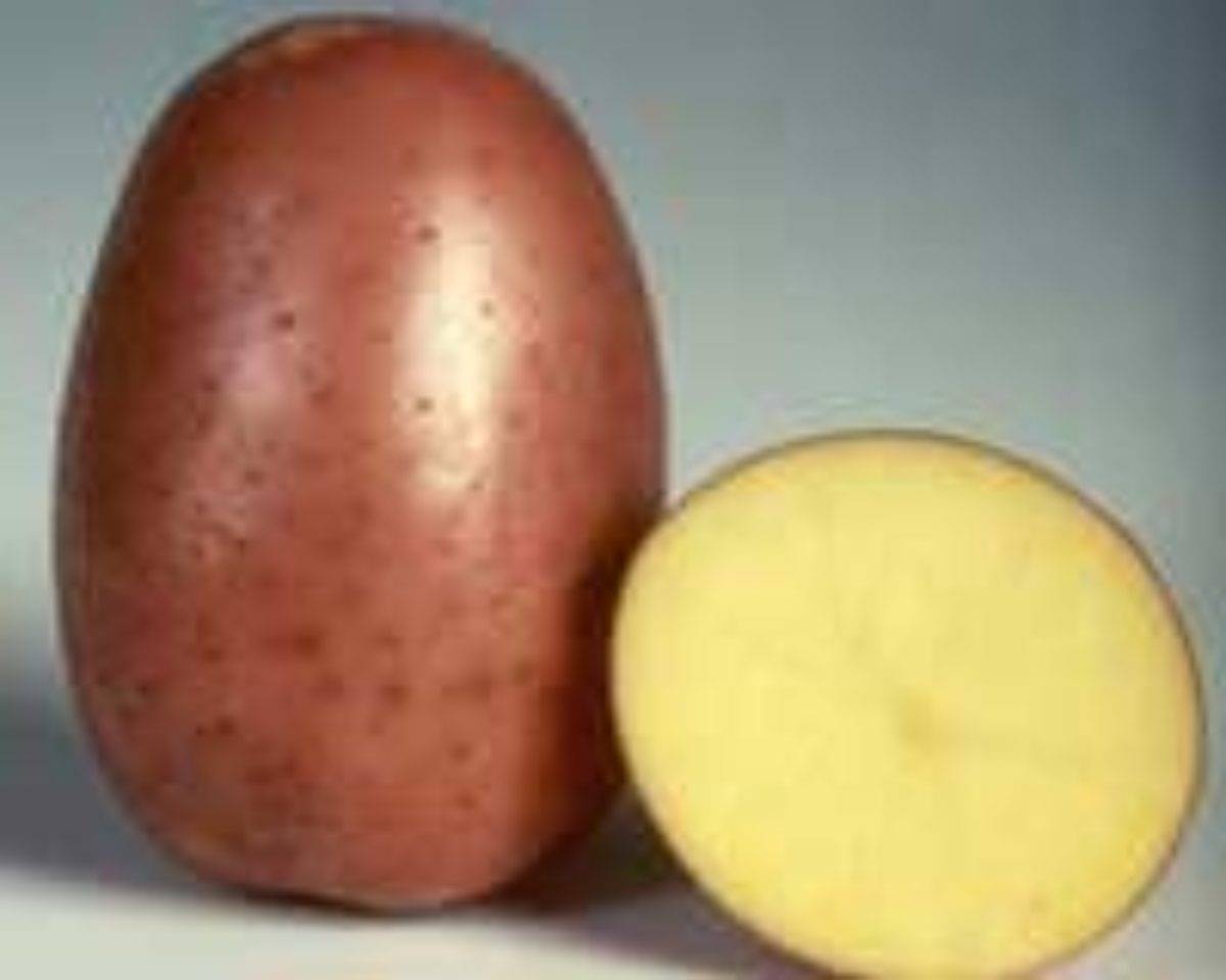 Сорт картофеля «беллароза»: характеристика, описание, урожайность, отзывы и фото