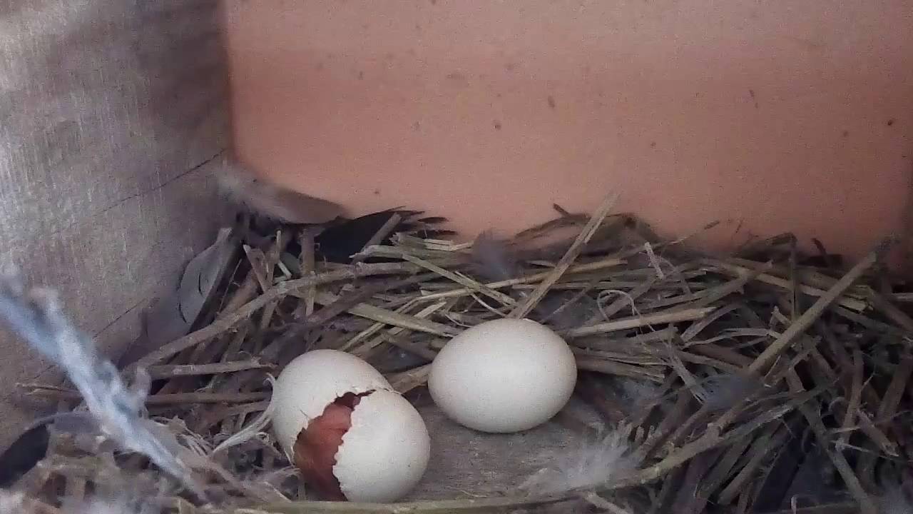Egg guru — первый про яйца. на размер яйца влияет не только размер курицы-несушки