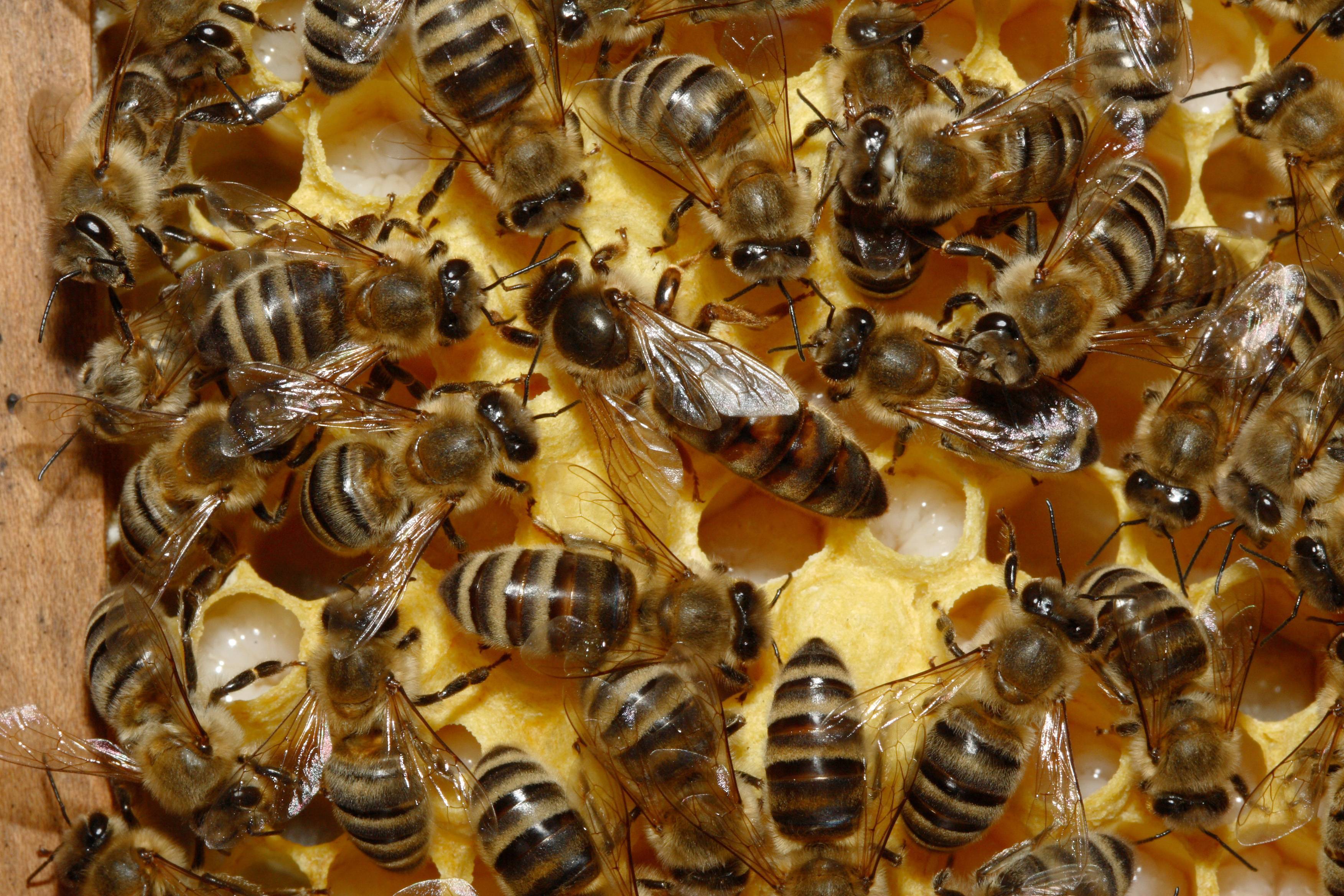 Как выглядит матка пчелы? выведение матки пчелы