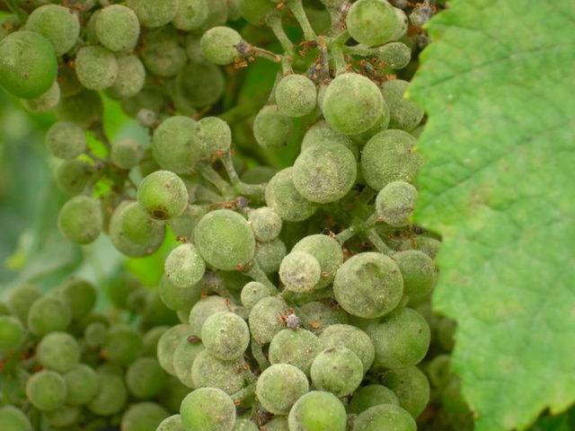 Список лучших фунгицидов для обработки винограда от болезней