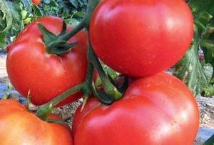 Раннеспелый томат сорта наша маша — описание и особенности