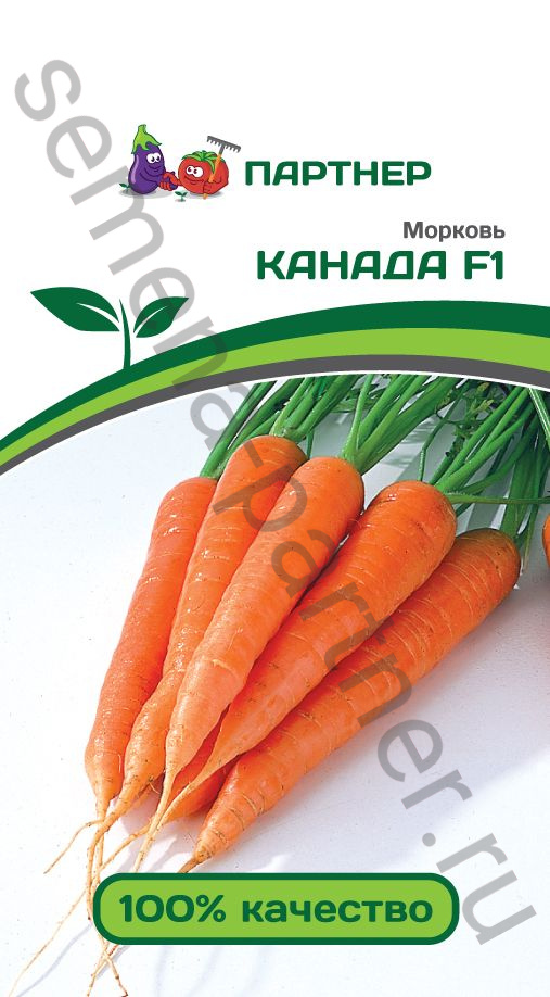 Морковь канада f1: отзывы, характеристика и урожайность