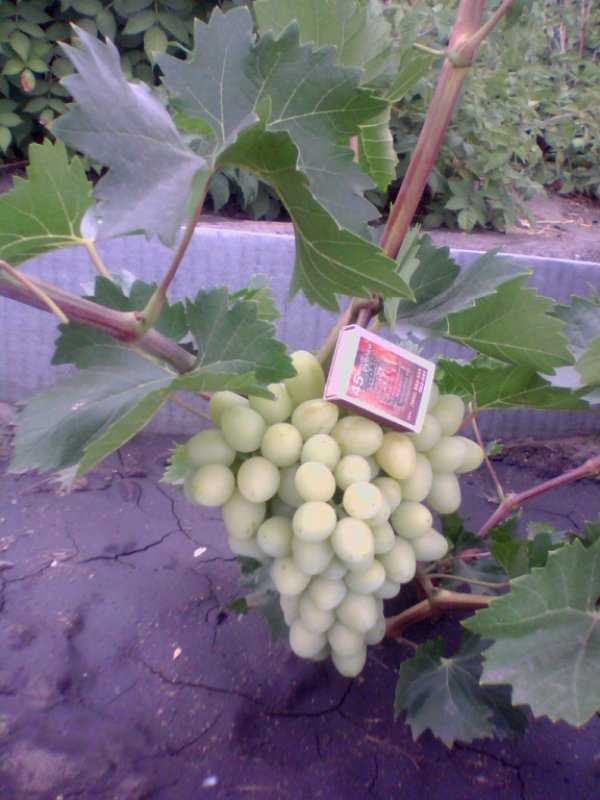 Надежда аксайская виноград