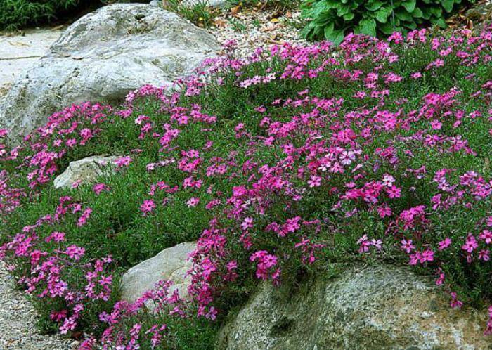 Камнеломка многолетняя: виды и сорта - энциклопедия цветов