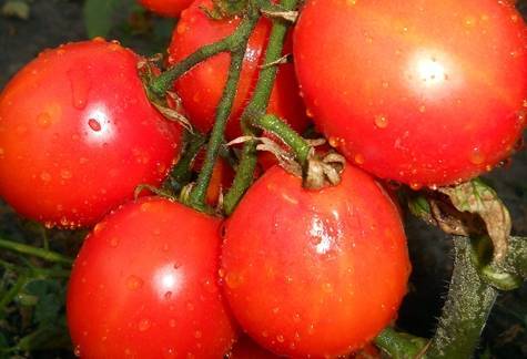 Земляк: описание сорта томата, характеристики помидоров, посев