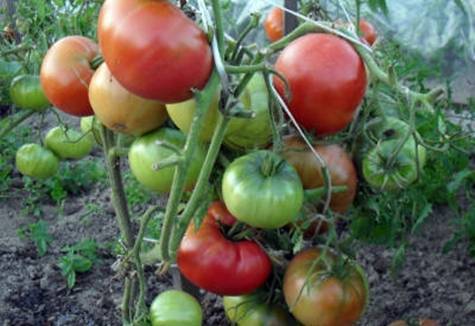 Томат "красные щечки f1": описание сорта, характеристики плодов, рекомендации по выращиванию помидор