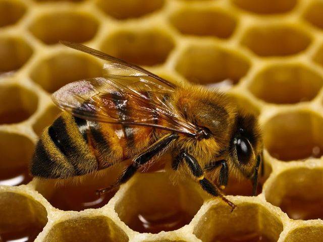 Как подсадить матку в отводок: выбор матки, порядок действий, пошаговая инструкция и рекомендации пчеловодов